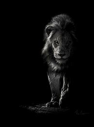 Image result for Awesome Black and White Lion