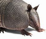 Image result for Armadillo Face