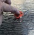 Image result for Mini Multi Tool Keychain