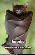 Image result for Funny Small Bat