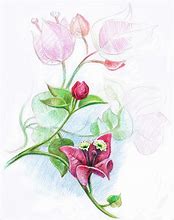 Image result for Flower Sketch Color