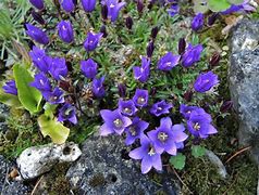 Image result for Edraianthus serpyllifolius