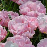 Image result for Tulipa Mariage