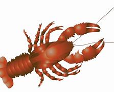 Image result for Vector Lobster Claw