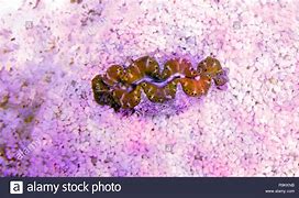 Image result for Reef Clams