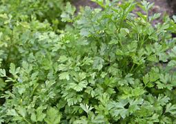Image result for Parsley with Hammer High Guardian Spice