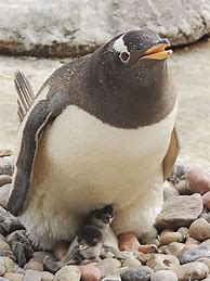 Image result for Cute Baby Gentoo Penguins