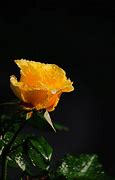 Image result for Yellow Rose Black Background