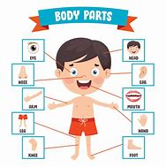 Image result for Outside Human Body Cartoon