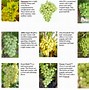Image result for Table Grapes Bred for Zone 8B