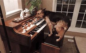 Image result for Dog Playing Piano Dream Meme
