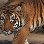 Image result for Indonesia Tiger