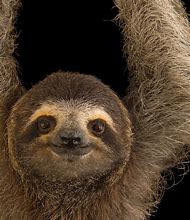 Image result for Pygmy Three-Toed Sloth
