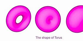 Image result for Torus Shape Toric Lens