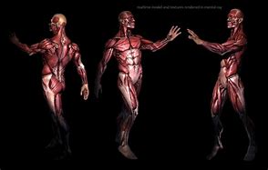 Image result for Human Anatomy Wallpaper 4K