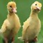 Image result for Two Ducks in the Night Sky Drawing