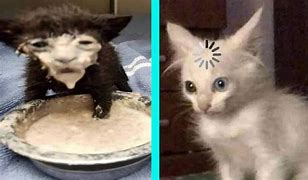 Image result for Milk Pie Cat Meme