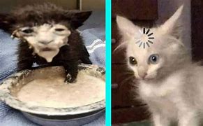 Image result for Funny Cat Meme Tik Tok
