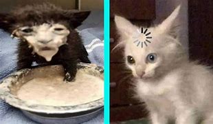 Image result for Cat with Pie On Face Meme