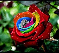 Image result for Most Beautiful Rainbow Flowers