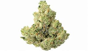 Image result for Maven Og Plant