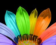 Image result for Rainbow Flower iPhone Wallpapers