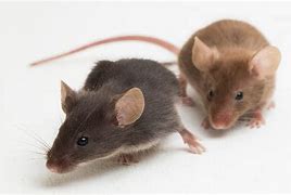 Image result for Mouse vs Rat Ears