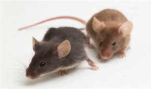 Image result for Mouse vs Rat Intelligence