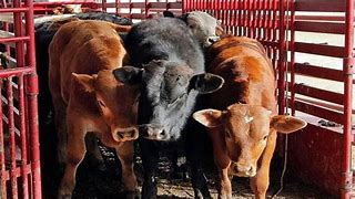 Image result for Cattle Rustling