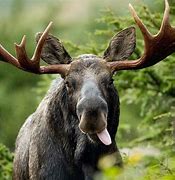 Image result for Silly Moose