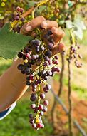 Image result for Holding Bunch of Grapes