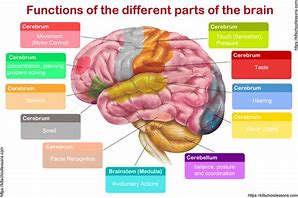 Image result for Brain Parts and Functions Diagram