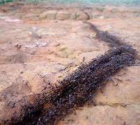 Image result for Ant Trail