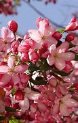 Image result for Priscilla Apple Tree