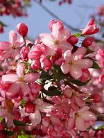 Image result for Flowering Apple Tree