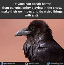 Image result for Funny Raven