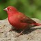 Image result for Red Bird Pics