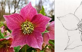 Image result for Flower Sketch Reference