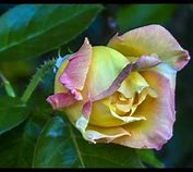 Image result for Peace Rose