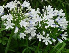 Image result for AGAPANTHUS ICE LOLY