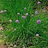 Image result for Allium schoenoprasum f. albiflorum