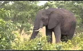 Image result for Elephant Eating Fruit