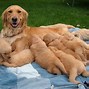 Image result for Purebred Dogs