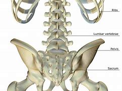 Image result for Spinal Bone Anatomy