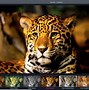 Image result for Photos with Filters