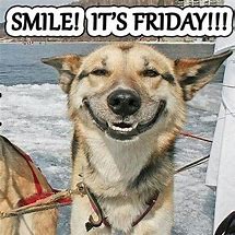 Image result for Funny Friday Dog Memes