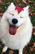 Image result for Samoyed Aesthetic