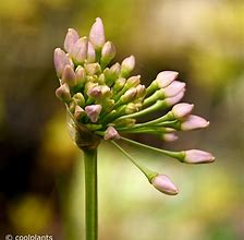 Image result for Allium Avatar