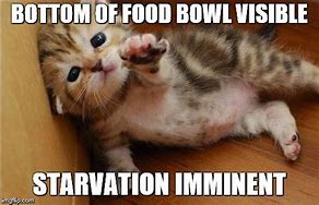 Image result for Starving Cat Meme