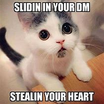 Image result for Awwww Cute Meme Kitten